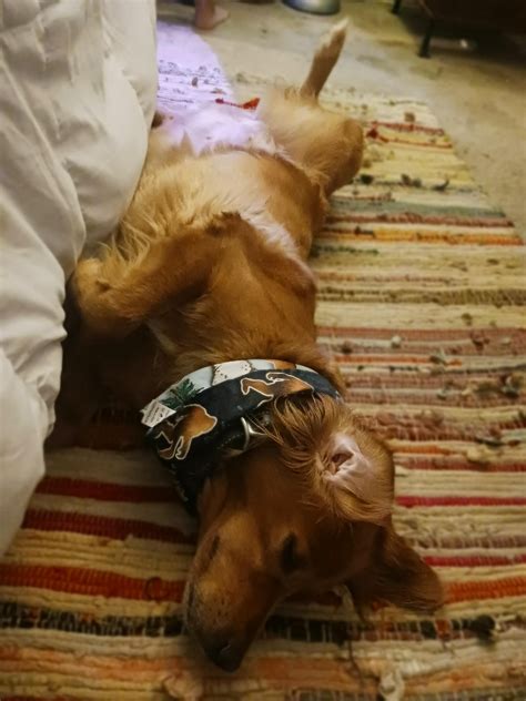 Thats a bella boo! : r/WhatsWrongWithYourDog