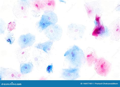 Squamous Epithelial Cells Under Microscope View for Education Histology ...