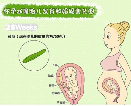 【怀孕26周】怀孕26周胎儿图，怀孕26周胎儿胎动情况-昕薇网