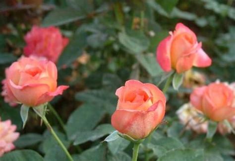 玫瑰花种植（玫瑰难养，难在控水，难在正确的栽种方法与步骤） | 说明书网