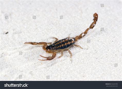 Striped Bark Scorpion Centruroides Vittatus Extremely Stock Photo ...