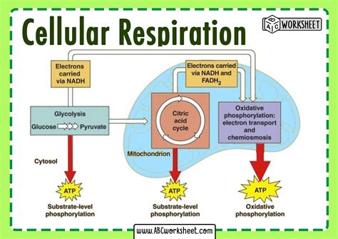 Cell Respiration Flow Chart