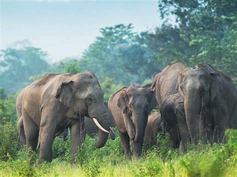 Why Indian Elephants Are Endangered and What We Can Do
