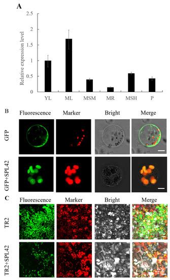 Isolation and Characterization of SPOTTED LEAF42 Encoding a ...