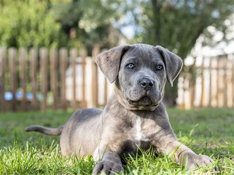 Blue Cane Corso Dog Cane Corso For Sale | Best Family Protection Dogs|
