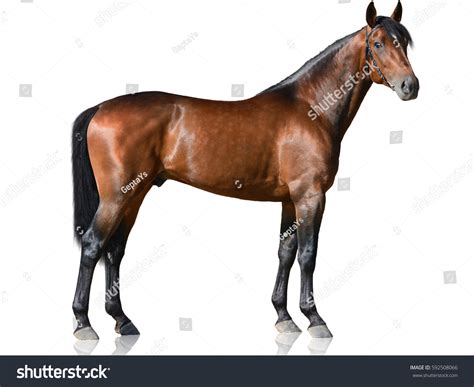 Side View Horse