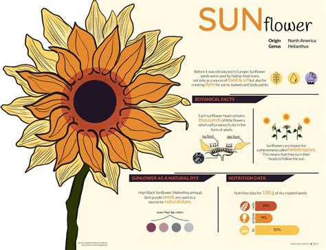 Sunflower Biology Facts at Lee Ramirez blog