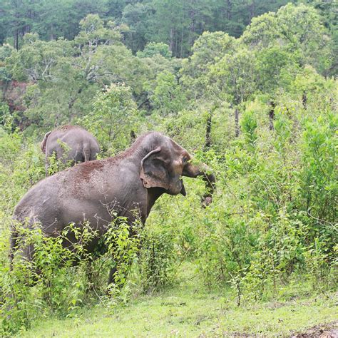 BIG BOY ELEPHANT SANCTUARY (2026) All You Need to Know BEFORE You Go ...
