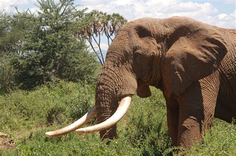 African Elephant Tusks Incisor Teeth