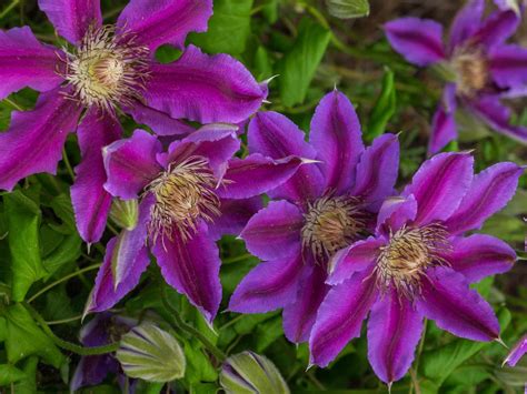 40 Clematis Varieties for a Pretty Pop of Purple