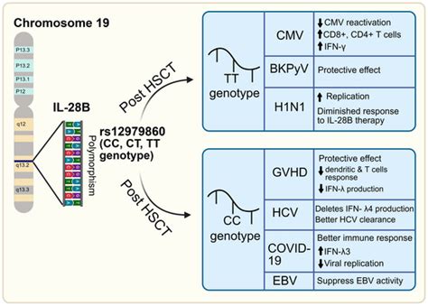 The Role of IL28B Polymorphism in Regulating Innate and Adaptive ...