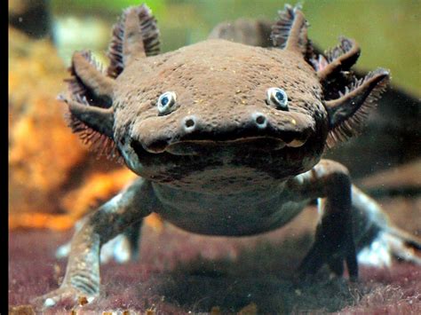 Axolotl Out Of Water