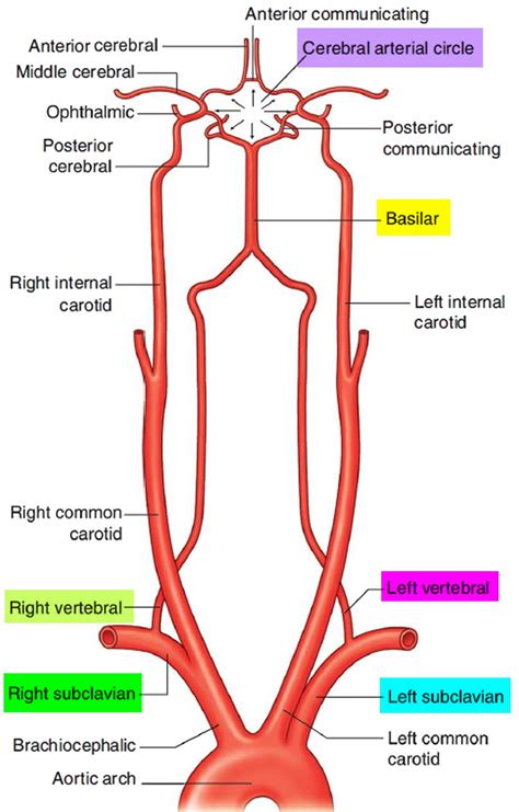 Vertebral artery – Artofit