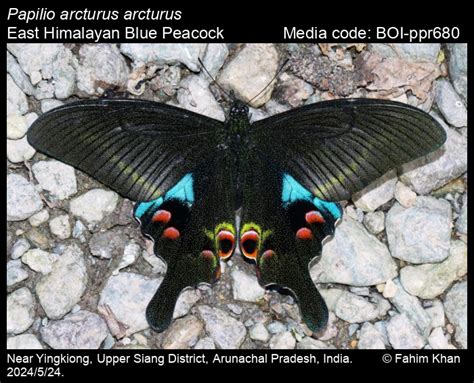 Papilio arcturus arcturus | Butterfly