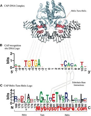 WebLogo 的图像结果