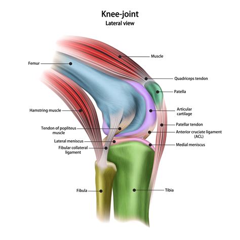 Does Physiotherapy Help Knee Pain? - BMJ Physiotherapy Clinic
