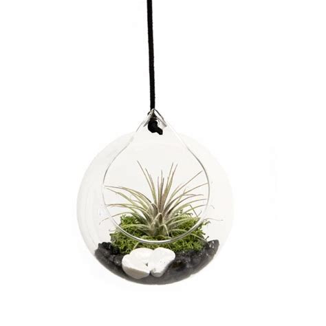 Lowe's Perfect Balance House Plant in 1-Pack Pendant GLPEBAEVXX006 at ...