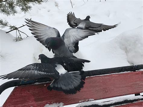 Image result for Python Trending