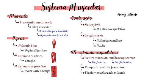 Sistema Muscular Pdf
