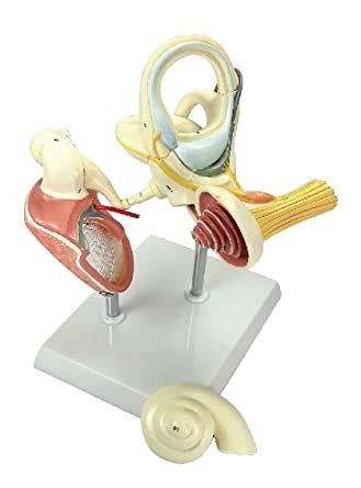 ZX | Labyrinth with Ossicles (Middle Ear) Model | 19 features marked ...