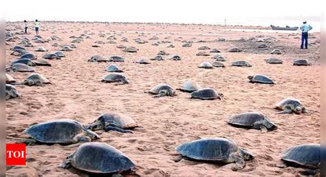 Erosion caused by climate change & human activities pushes turtle nests ...