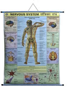 ROLLUP CHART OF NERVOUS SYSTEM Photographic Paper - Educational posters ...
