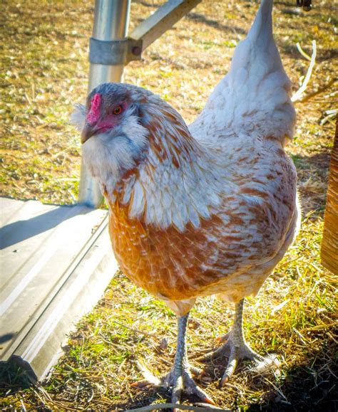 Easter Egger Pics!!! | BackYard Chickens - Learn How to Raise Chickens