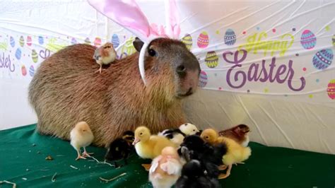 Happy Easter my friends! : r/Crittersoncapybaras