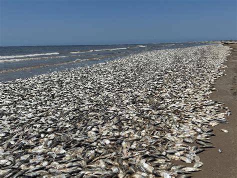 Beaches south of Houston inundated with dead fish, likely due to rise in water temperature ...