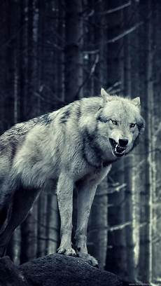 Iphone X Wallpaper Wolf by Lone Wolf Wallpaper 57 Images Iphone X Wallpaper Wolf
