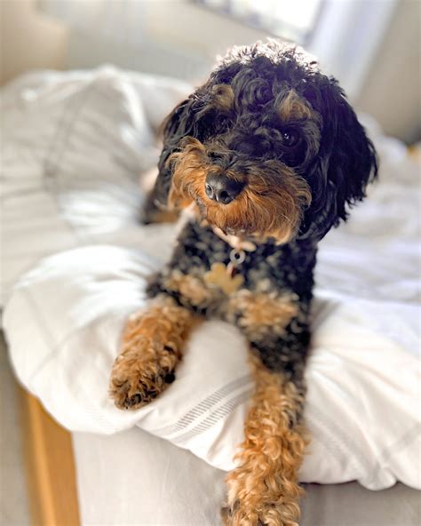 Cockapoo Full Grown - My Cockapoo Puppy