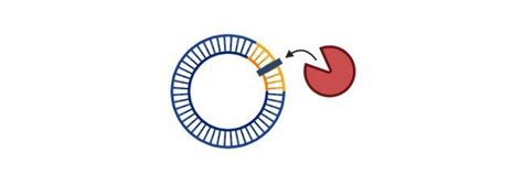 Image result for Restriction Enzymes Function