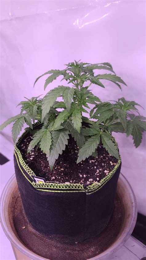 Image result for Alien vs Triangle Strain