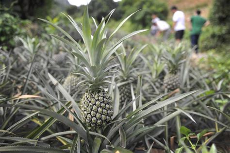 神湾菠萝成国家地理标志产品了，有什么标准你知道吗？