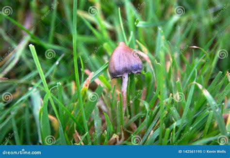 A Liberty Cap Mushroom Psilocybe Semilanceata Stock Image - Image of ...