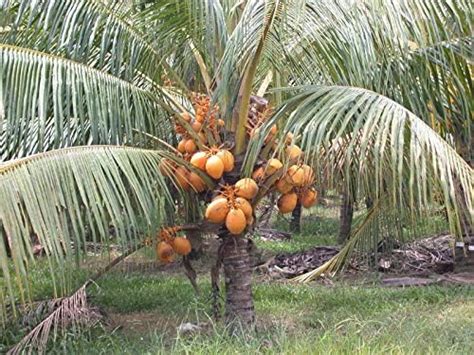 M-Tech Gardens Hybrid Rare Coconut Live Plant - Qualitative Hybrid ...