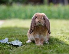 Image result for Black and White Lop Rabbit