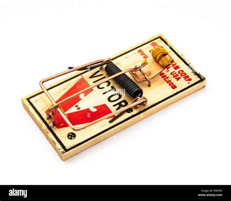 How to bait a mouse trap online