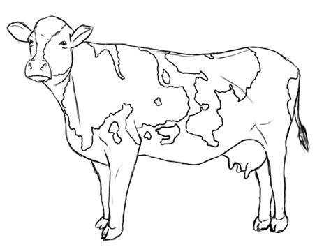 Cow Drawing Tutorial 的图像结果