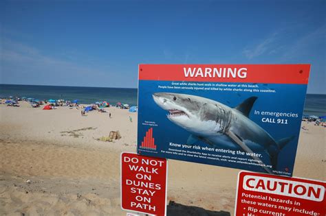 Cape Cod Shark Attack
