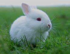 Image result for White Fluffy Bunny