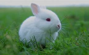 Image result for Bunny Albino with Black Eyes and Nose