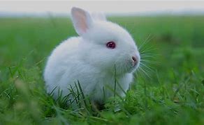 Image result for Rabbit 4K