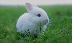 Image result for All White Baby Bunnies