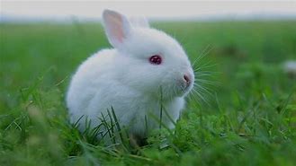 Image result for Rabbit with Flowers