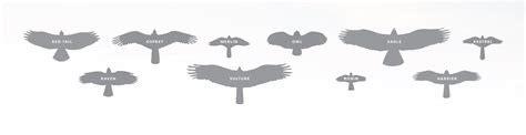 How About Those Raptors (the Birds)? - In The Hills