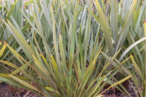 How to Grow and Care for New Zealand Flax