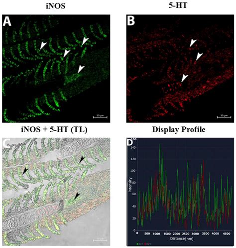 Serotonin Signaling and Macrophage Subsets in Goldfish Gills ...