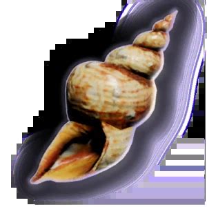 Sending Shell - bg3.wiki