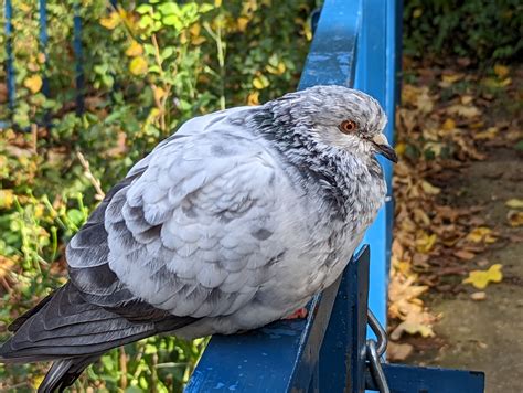 Image result for Borb Python Library Python